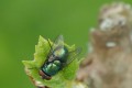 La mouche verte Monique F